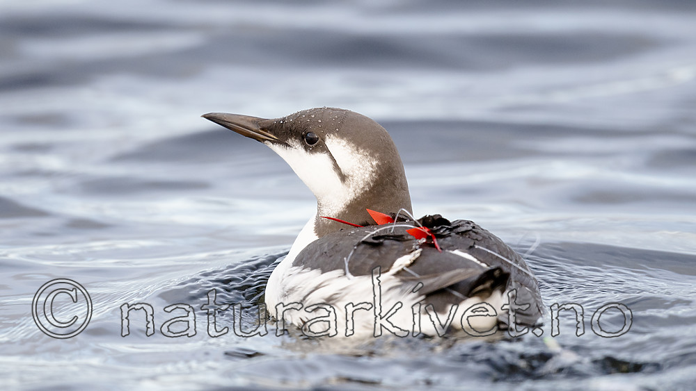 BB_20191026_0105 / Uria aalge / Lomvi