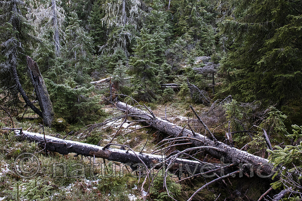 BB_20191027_0048 / Picea abies / Gran