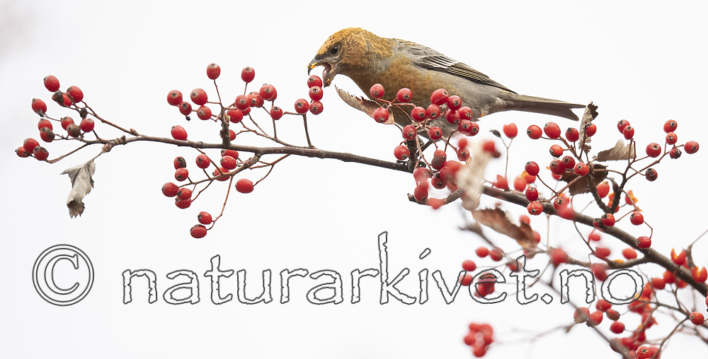 BB_20191103_0245 / Pinicola enucleator / Konglebit <br /> Sorbus intermedia / Svensk asal