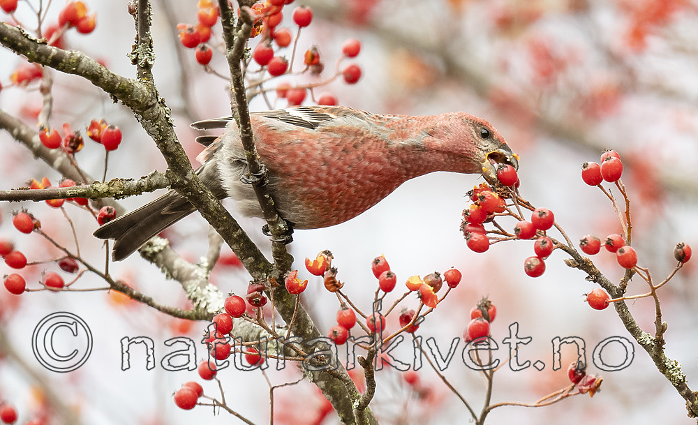 BB_20191103_0325 / Pinicola enucleator / Konglebit <br /> Sorbus intermedia / Svensk asal
