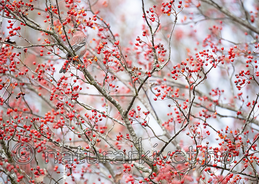 BB_20191103_0336 / Pinicola enucleator / Konglebit <br /> Sorbus intermedia / Svensk asal