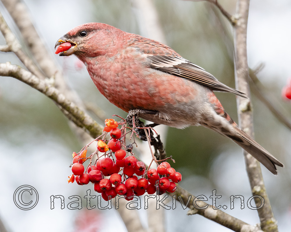 BB_20191106_0017 / Pinicola enucleator / Konglebit <br /> Sorbus aucuparia / Rogn