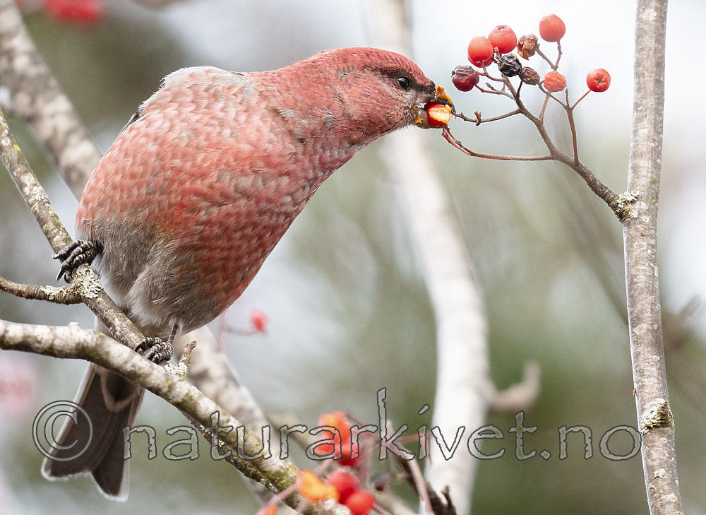 BB_20191106_0035 / Pinicola enucleator / Konglebit <br /> Sorbus aucuparia / Rogn
