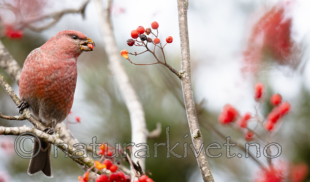 BB_20191106_0036 / Pinicola enucleator / Konglebit <br /> Sorbus aucuparia / Rogn