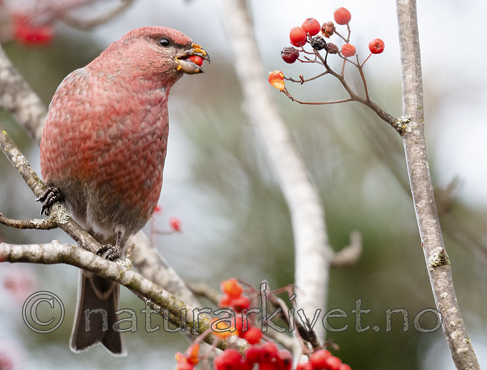 BB_20191106_0037 / Pinicola enucleator / Konglebit <br /> Sorbus aucuparia / Rogn
