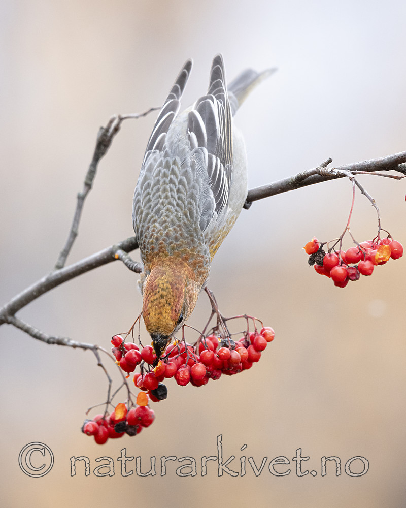 BB_20191108_0011 / Pinicola enucleator / Konglebit <br /> Sorbus aucuparia / Rogn
