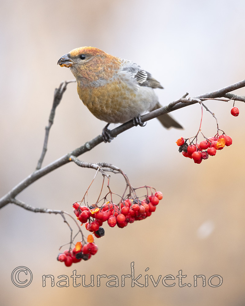 BB_20191108_0019 / Pinicola enucleator / Konglebit <br /> Sorbus aucuparia / Rogn