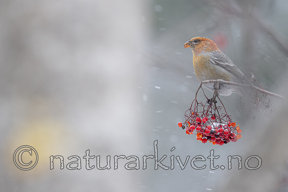 BB_20191108_0112 / Pinicola enucleator / Konglebit <br /> Sorbus aucuparia / Rogn