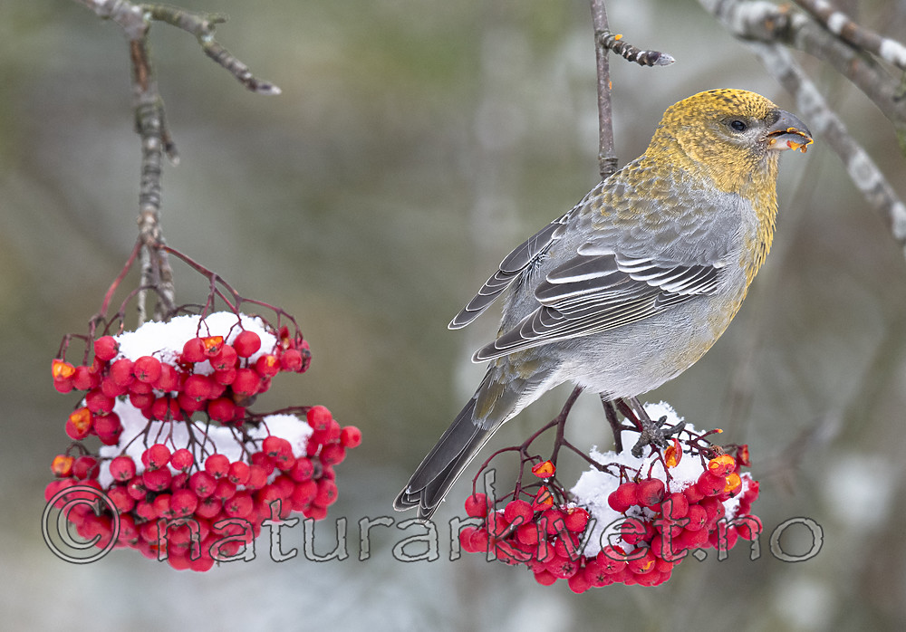 BB_20191109_0082 / Pinicola enucleator / Konglebit <br /> Sorbus aucuparia / Rogn
