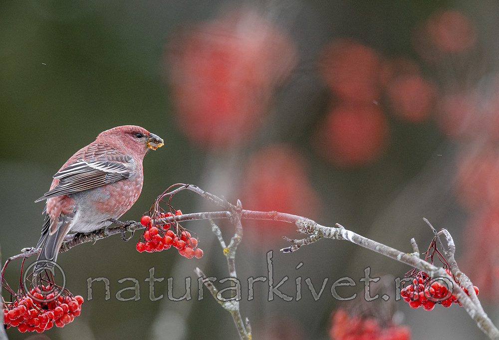 BB_20191109_0277 / Pinicola enucleator / Konglebit <br /> Sorbus aucuparia / Rogn
