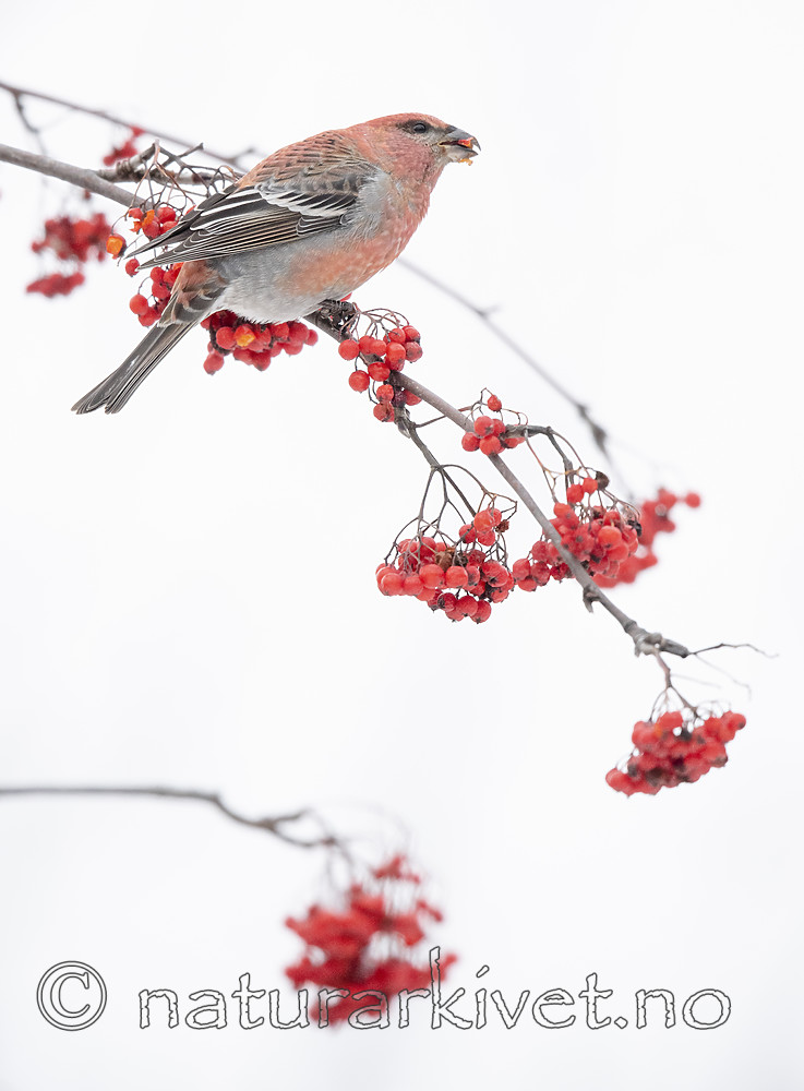 BB_20191109_0831 / Pinicola enucleator / Konglebit <br /> Sorbus aucuparia / Rogn