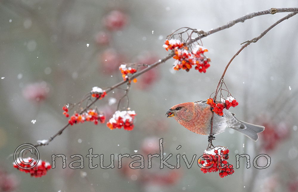 BB_20191110_0243 / Pinicola enucleator / Konglebit <br /> Sorbus aucuparia / Rogn