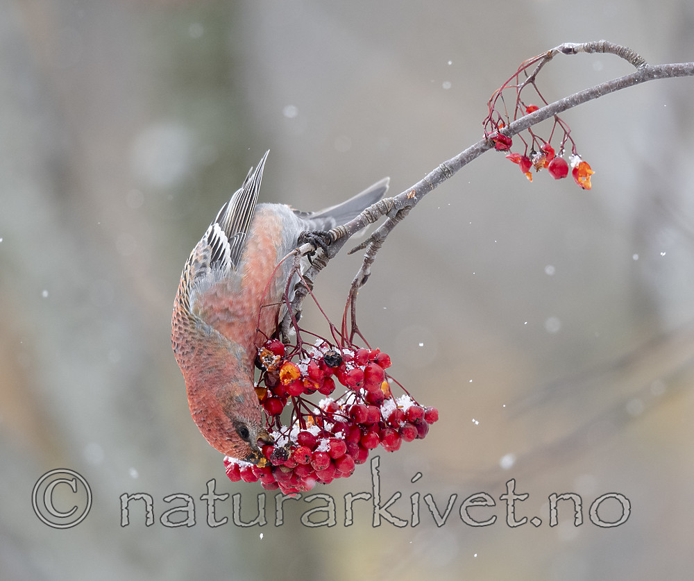 BB_20191110_0370 / Pinicola enucleator / Konglebit <br /> Sorbus aucuparia / Rogn