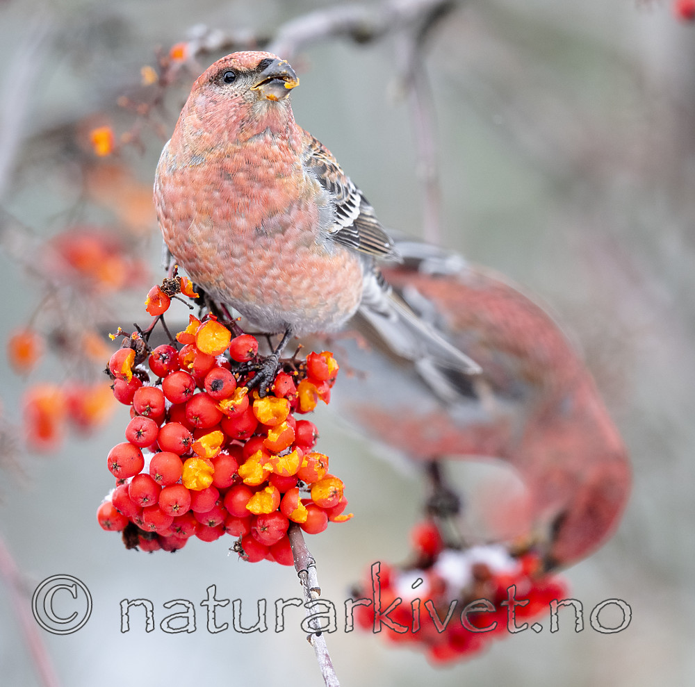 BB_20191110_0660 / Pinicola enucleator / Konglebit <br /> Sorbus aucuparia / Rogn