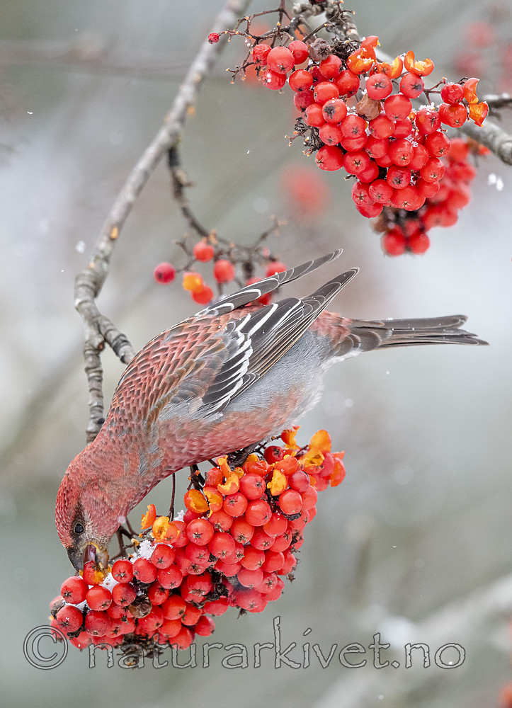 BB_20191110_1258 / Pinicola enucleator / Konglebit <br /> Sorbus aucuparia / Rogn