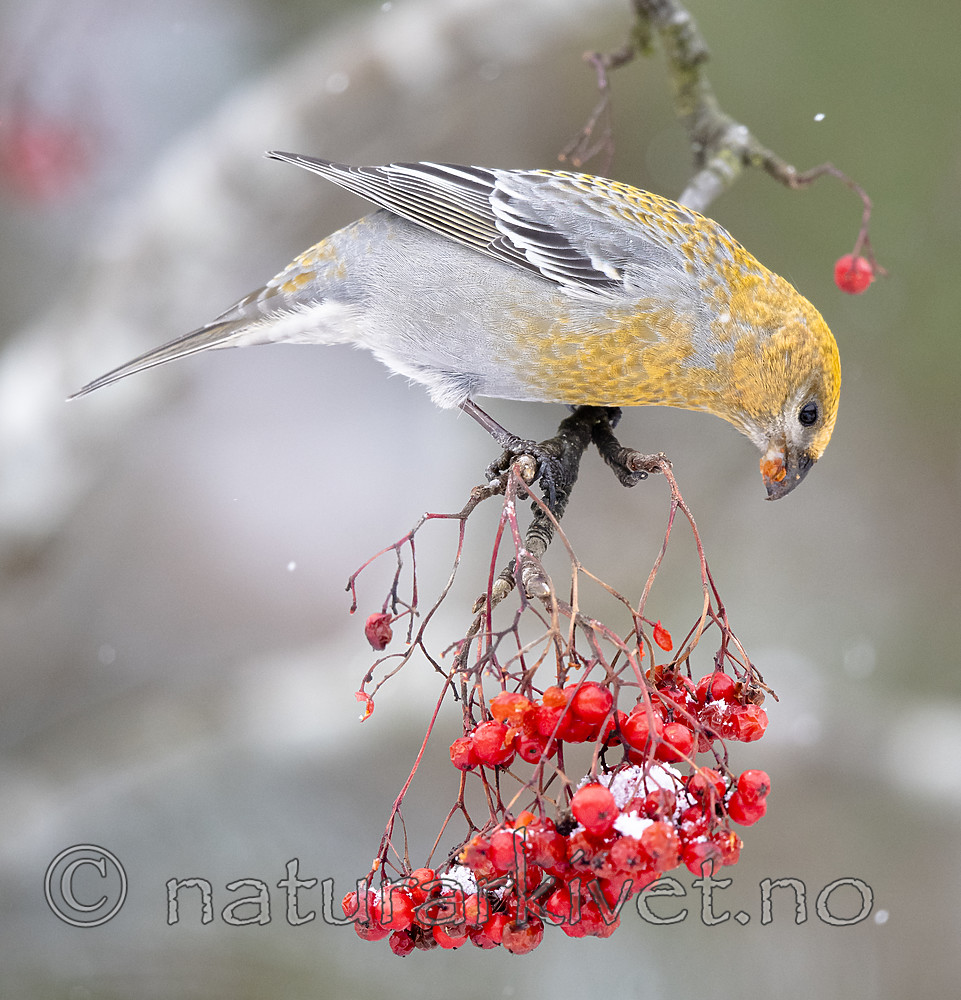 BB_20191110_1643 / Pinicola enucleator / Konglebit <br /> Sorbus aucuparia / Rogn