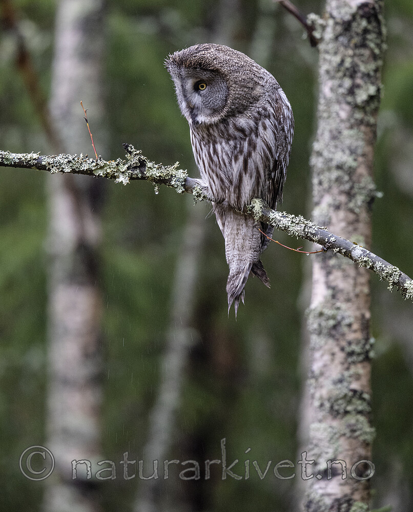 BB_20191124_0513 / Strix nebulosa / Lappugle