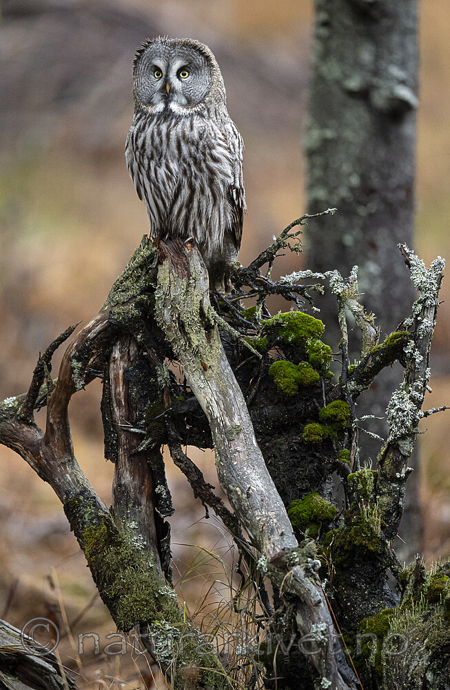 BB_20191124_0706 / Strix nebulosa / Lappugle