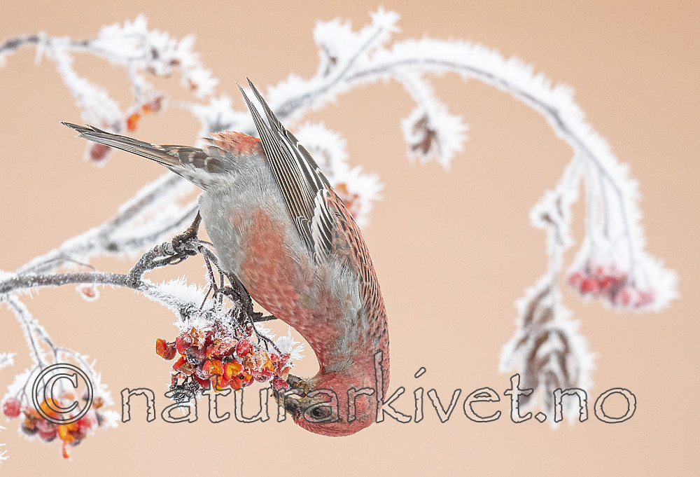 BB_20191201_0222 / Pinicola enucleator / Konglebit <br /> Sorbus aucuparia / Rogn