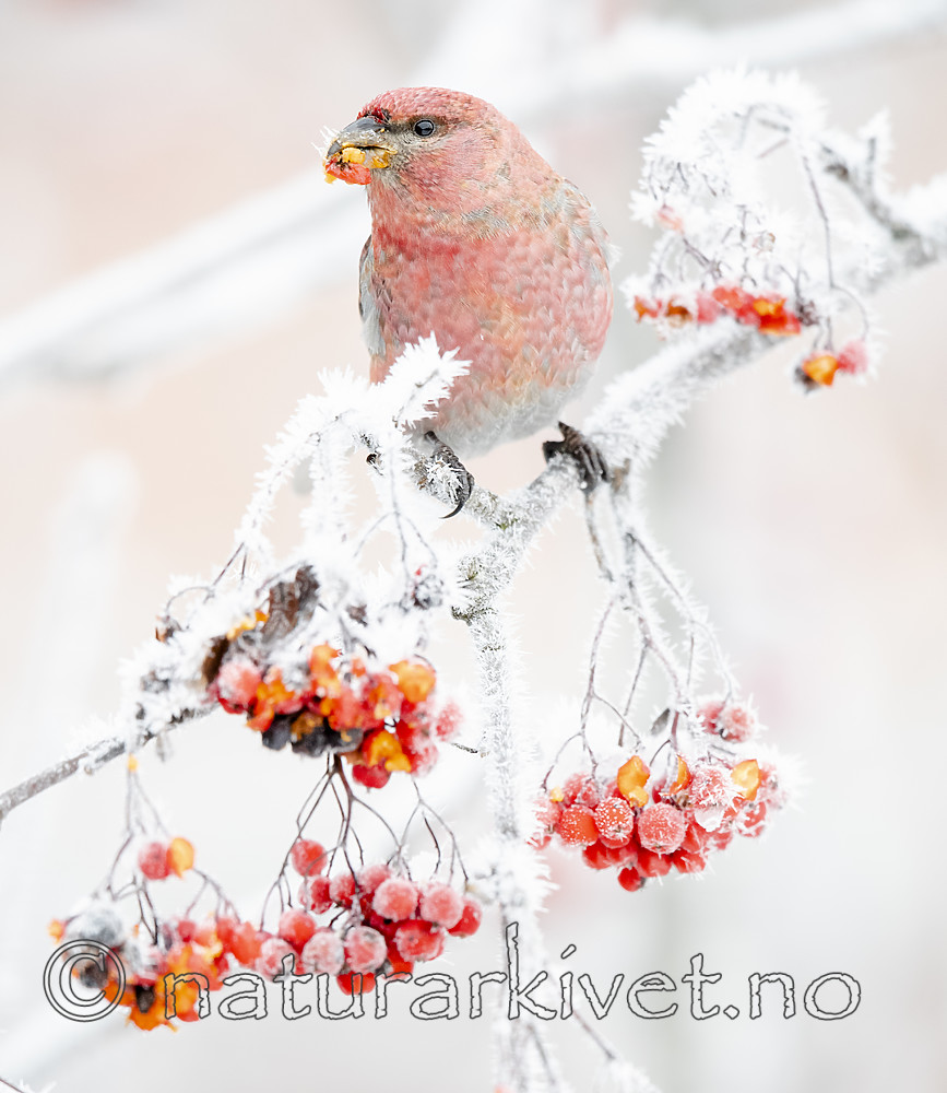 BB_20191201_0245 / Pinicola enucleator / Konglebit <br /> Sorbus aucuparia / Rogn