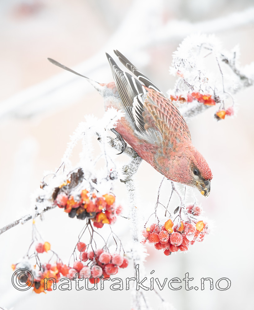 BB_20191201_0249 / Pinicola enucleator / Konglebit <br /> Sorbus aucuparia / Rogn