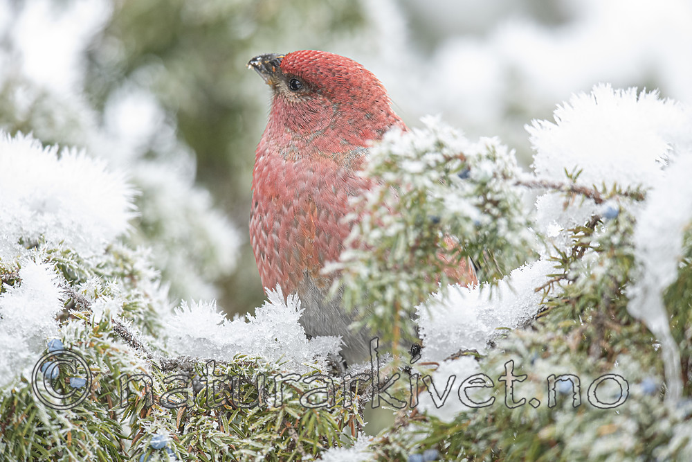 BB_20191201_0284 / Pinicola enucleator / Konglebit