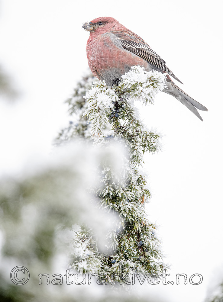 BB_20191201_0290 / Pinicola enucleator / Konglebit