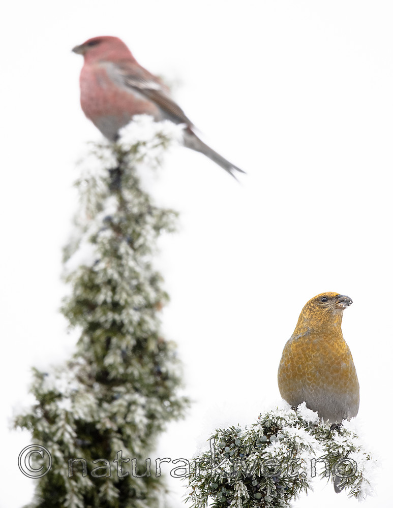 BB_20191201_0293 / Pinicola enucleator / Konglebit