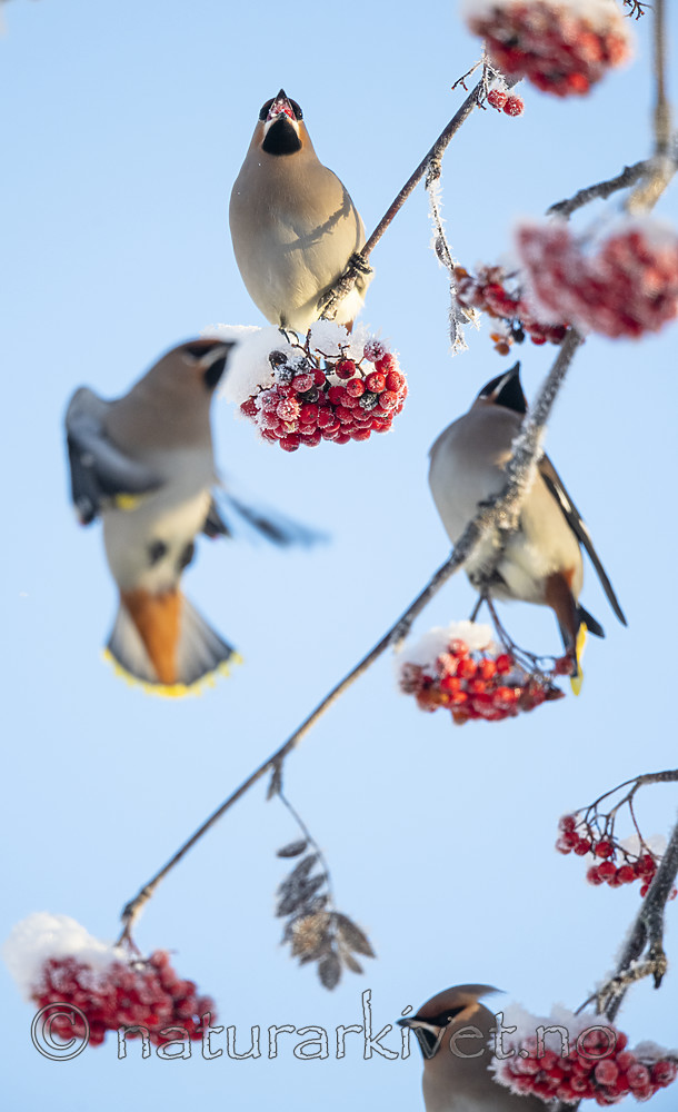 BB_20191202_0344 / Bombycilla garrulus / Sidensvans <br /> Sorbus aucuparia / Rogn