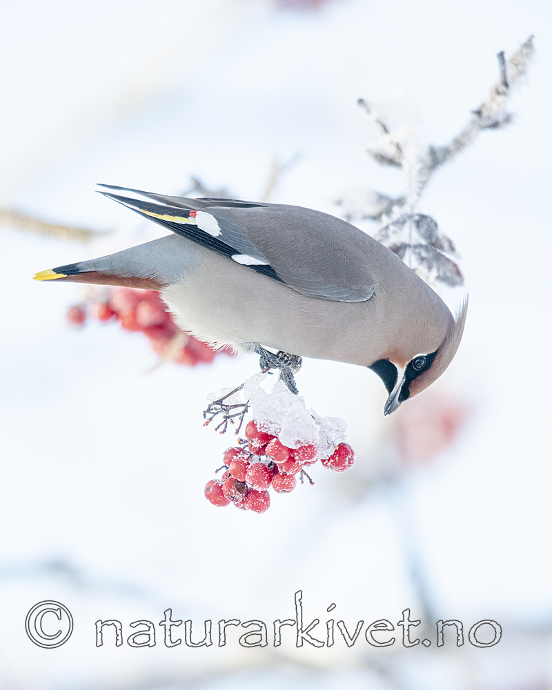 BB_20191202_0373 / Bombycilla garrulus / Sidensvans <br /> Sorbus aucuparia / Rogn
