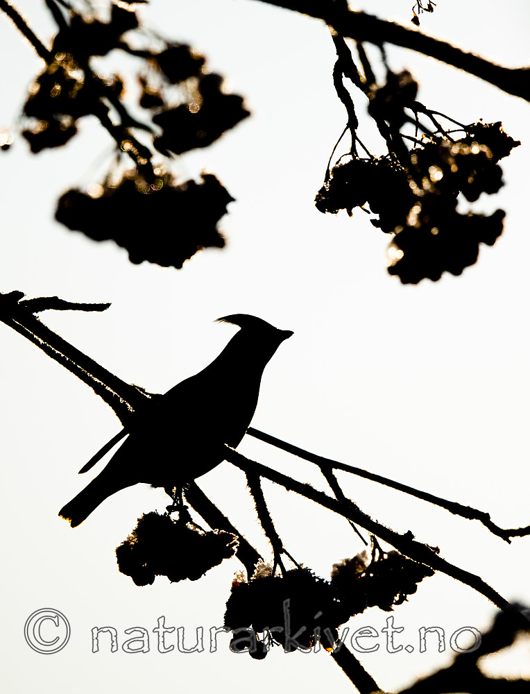 BB_20191202_0382 / Bombycilla garrulus / Sidensvans <br /> Sorbus aucuparia / Rogn