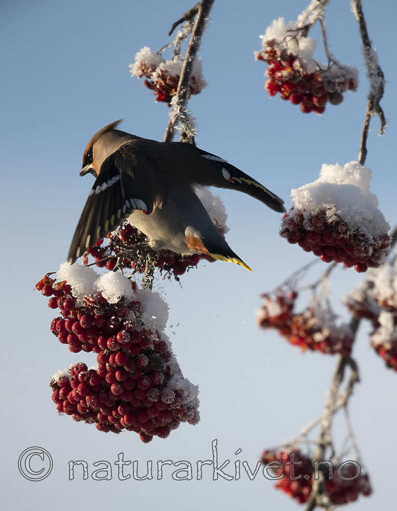 BB_20191202_0504 / Bombycilla garrulus / Sidensvans <br /> Sorbus aucuparia / Rogn