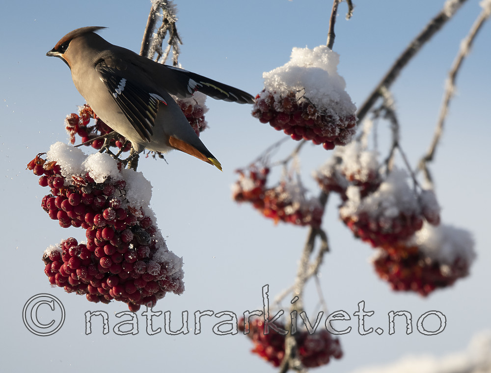 BB_20191202_0505 / Bombycilla garrulus / Sidensvans <br /> Sorbus aucuparia / Rogn