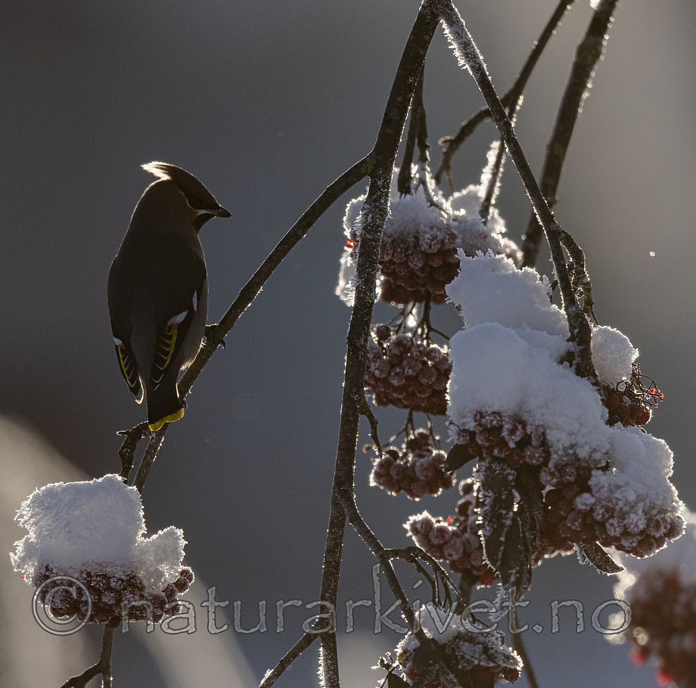 BB_20191202_0548 / Bombycilla garrulus / Sidensvans <br /> Sorbus aucuparia / Rogn