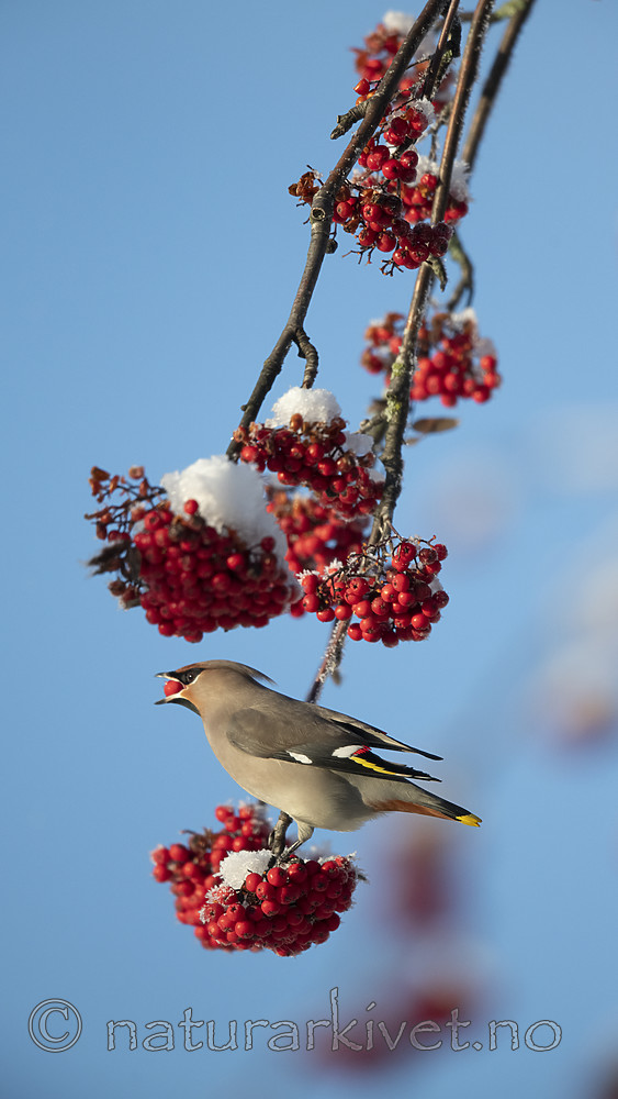BB_20191202_0606 / Bombycilla garrulus / Sidensvans <br /> Sorbus aucuparia / Rogn