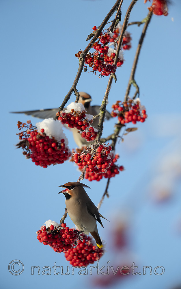 BB_20191202_0617 / Bombycilla garrulus / Sidensvans <br /> Sorbus aucuparia / Rogn