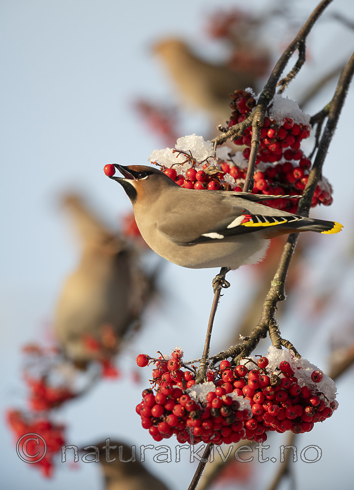 BB_20191202_0649 / Bombycilla garrulus / Sidensvans <br /> Sorbus aucuparia / Rogn