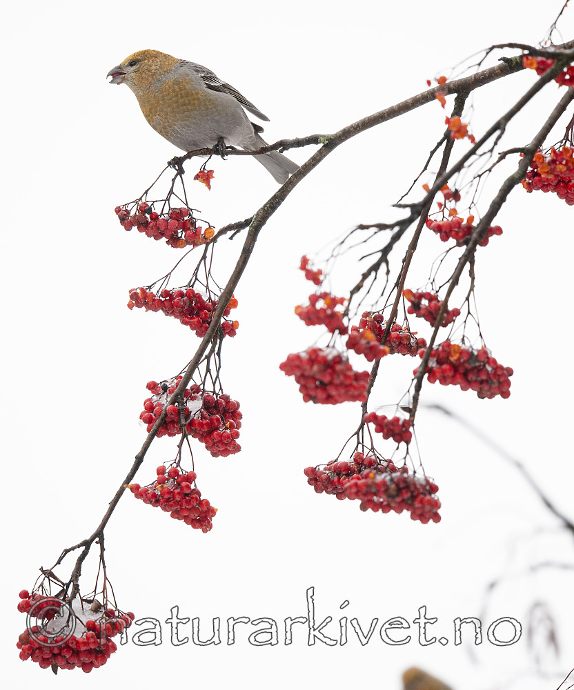BB_20191208_0361 / Pinicola enucleator / Konglebit <br /> Sorbus aucuparia / Rogn