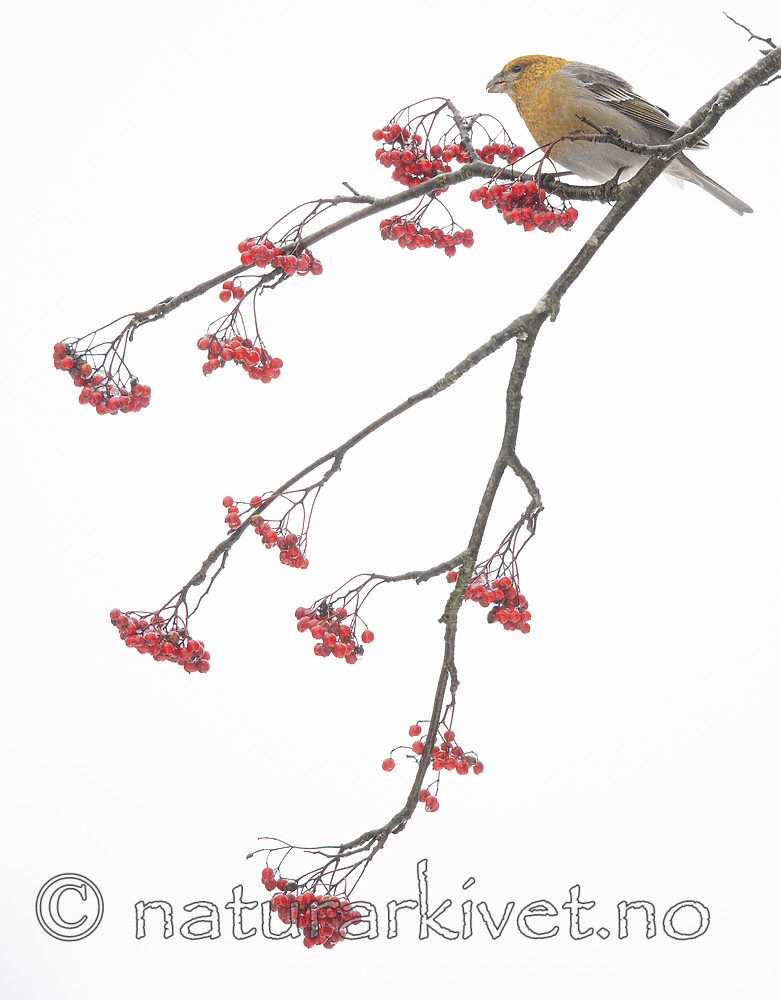 BB_20191208_0366 / Pinicola enucleator / Konglebit <br /> Sorbus aucuparia / Rogn