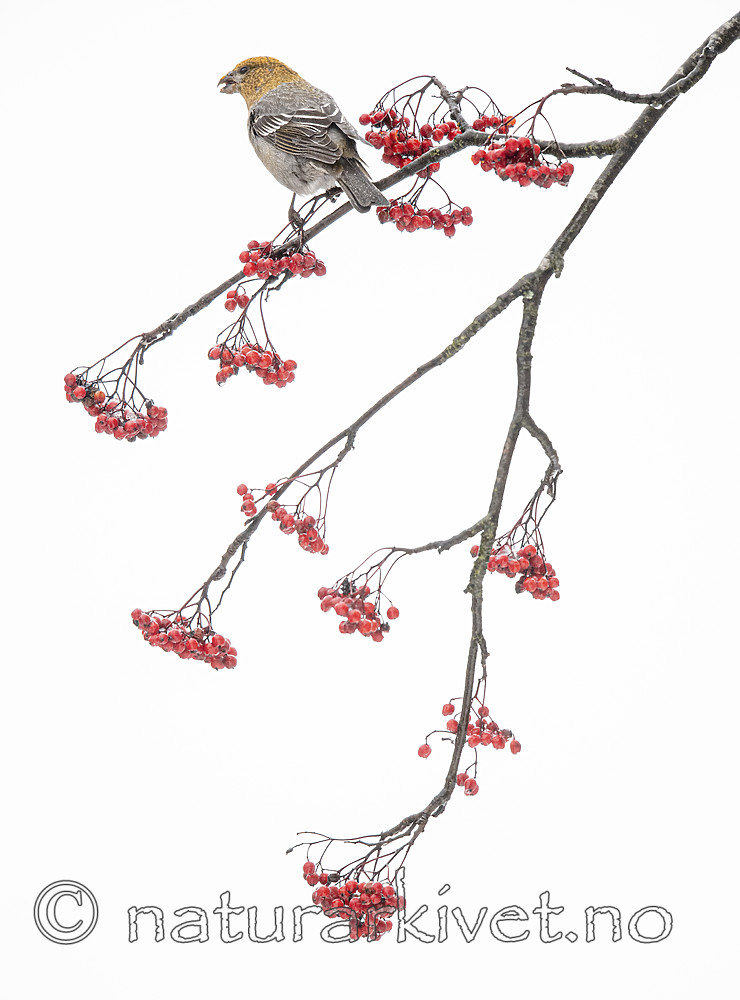 BB_20191208_0369 / Pinicola enucleator / Konglebit <br /> Sorbus aucuparia / Rogn