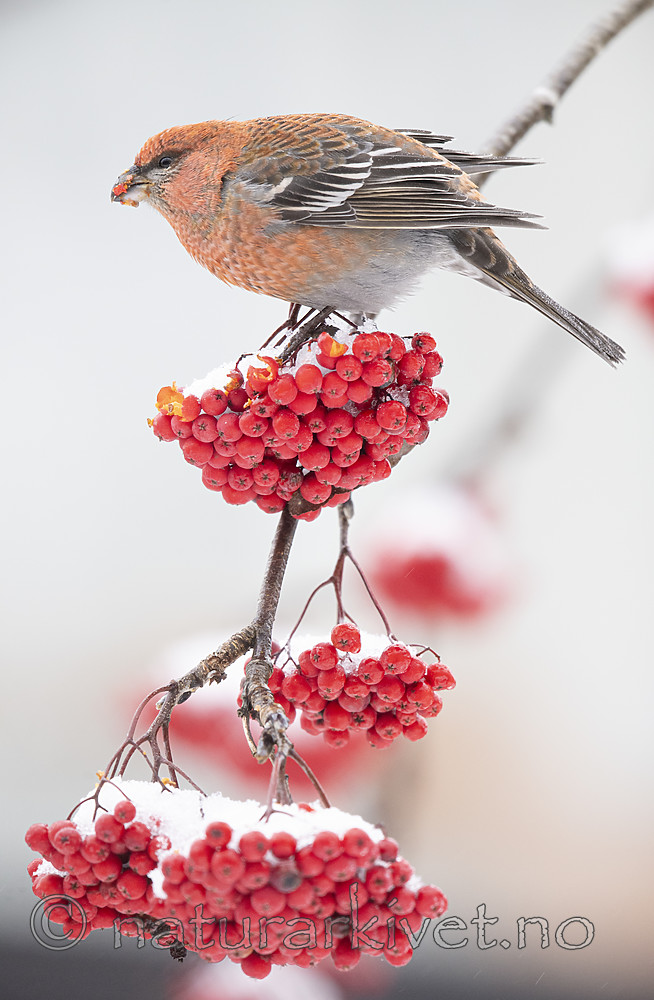 BB_20191208_0407 / Pinicola enucleator / Konglebit <br /> Sorbus aucuparia / Rogn