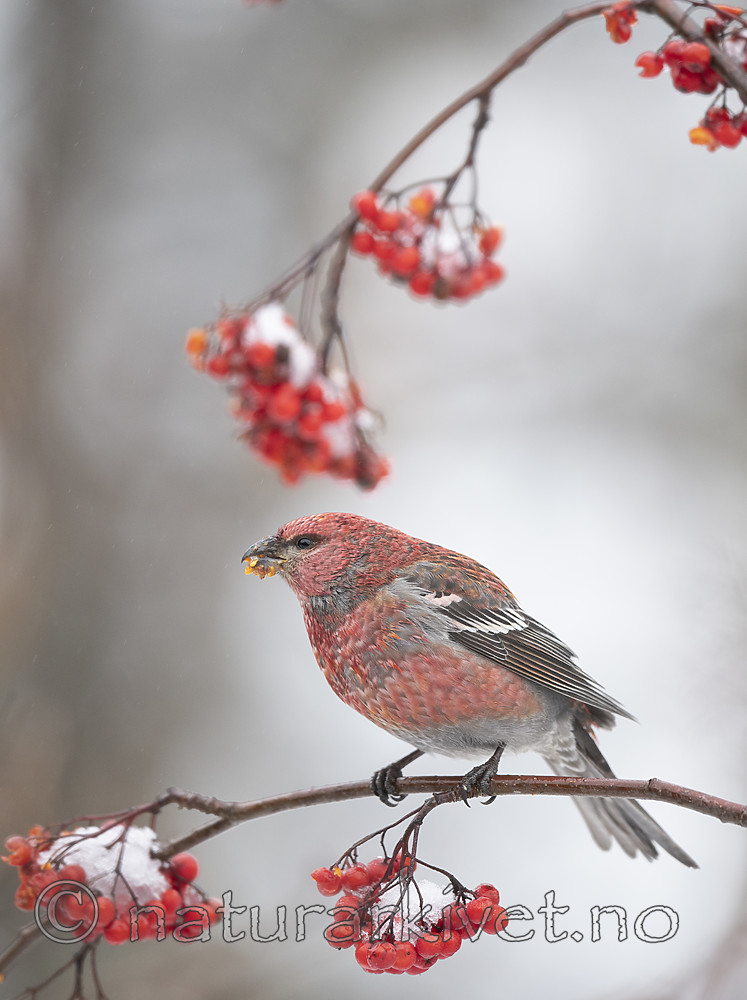 BB_20191208_0451 / Pinicola enucleator / Konglebit <br /> Sorbus aucuparia / Rogn