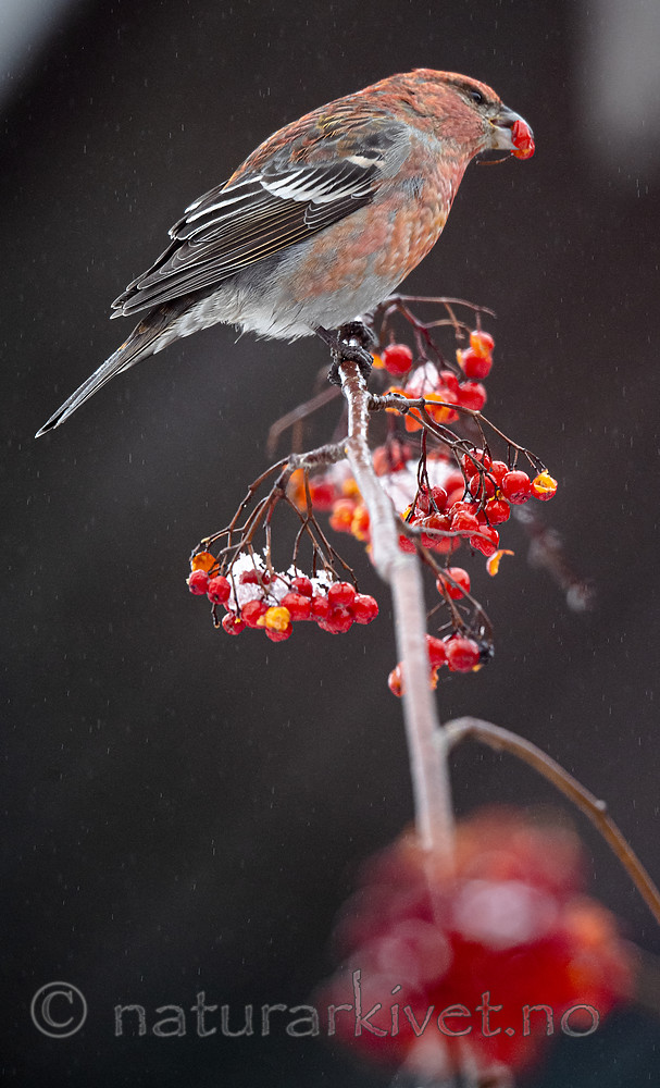 BB_20191208_0495 / Pinicola enucleator / Konglebit <br /> Sorbus aucuparia / Rogn