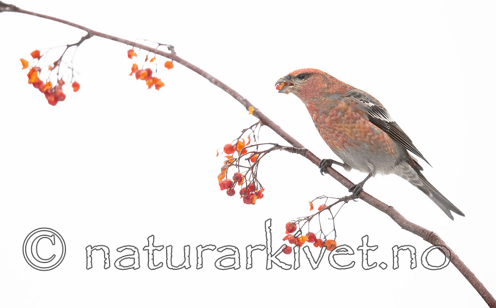 BB_20191208_0545 / Pinicola enucleator / Konglebit <br /> Sorbus aucuparia / Rogn