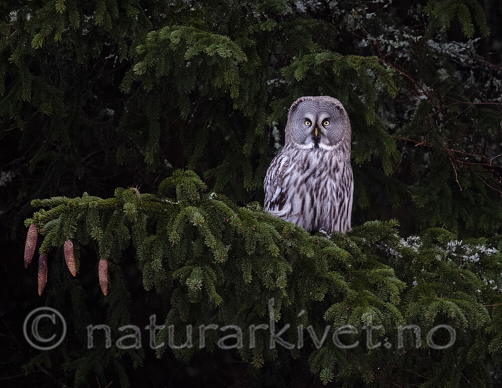 BB_20200201_0056 / Strix nebulosa / Lappugle