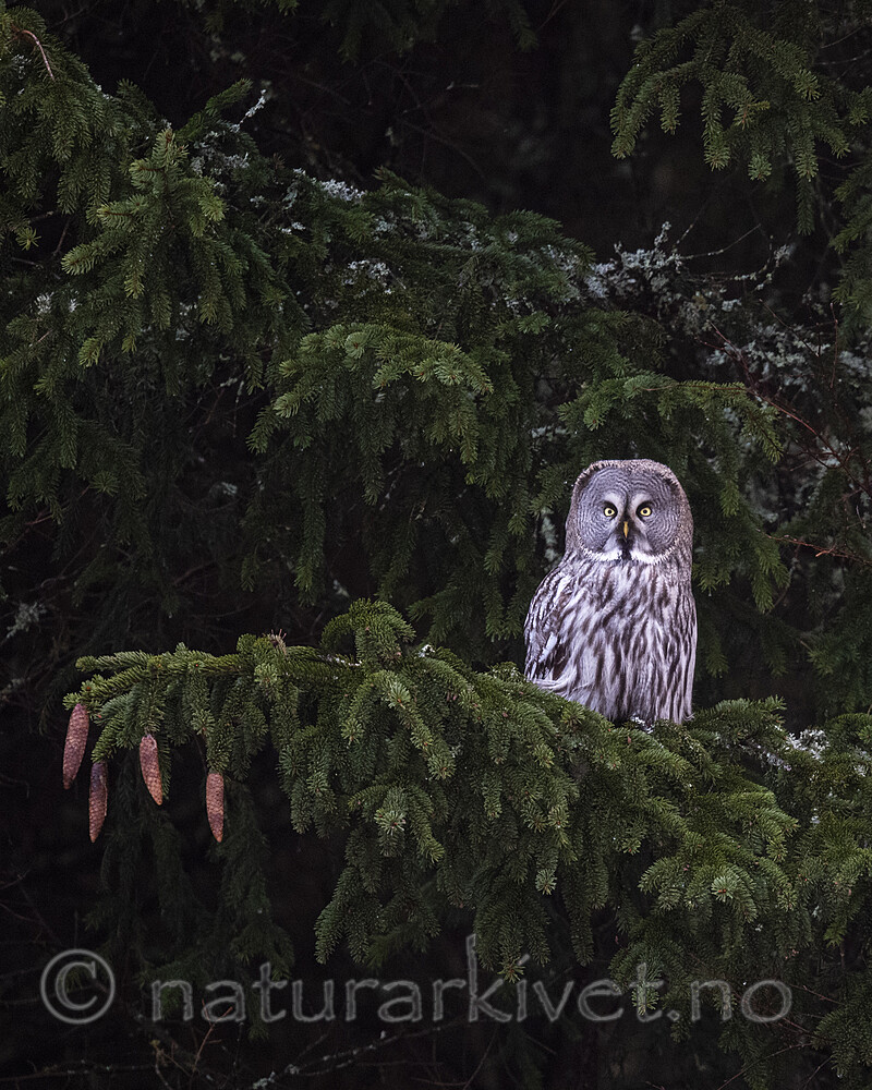 BB_20200201_0057 / Strix nebulosa / Lappugle
