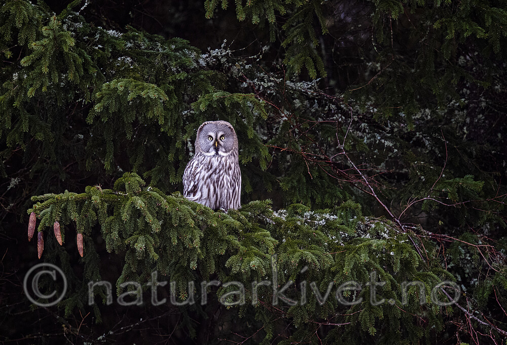 BB_20200201_0059 / Strix nebulosa / Lappugle