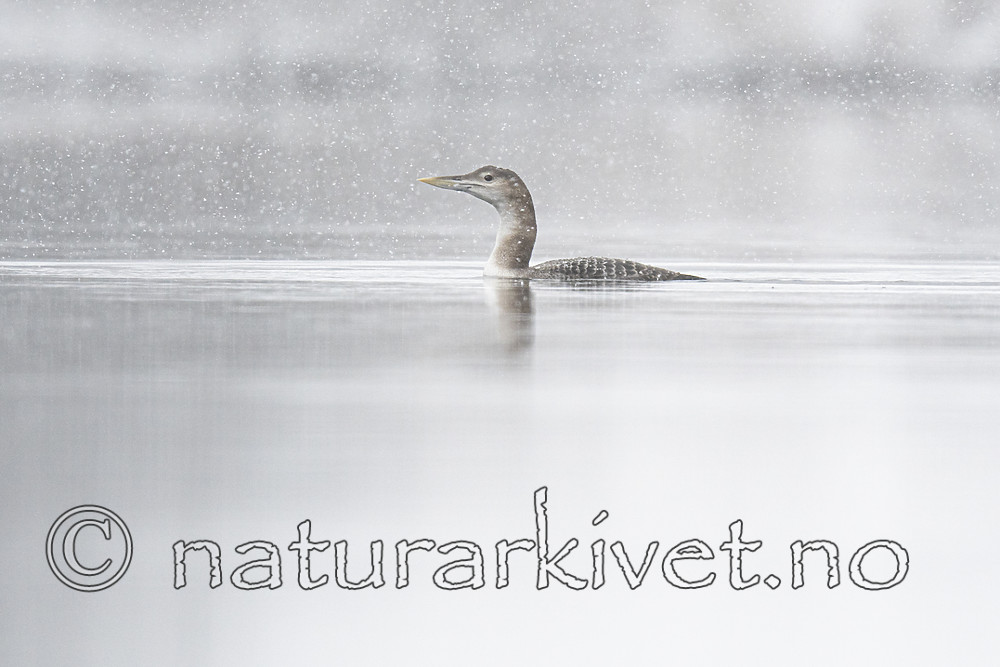 BB_20200229_0013 / Gavia adamsii / Gulnebblom