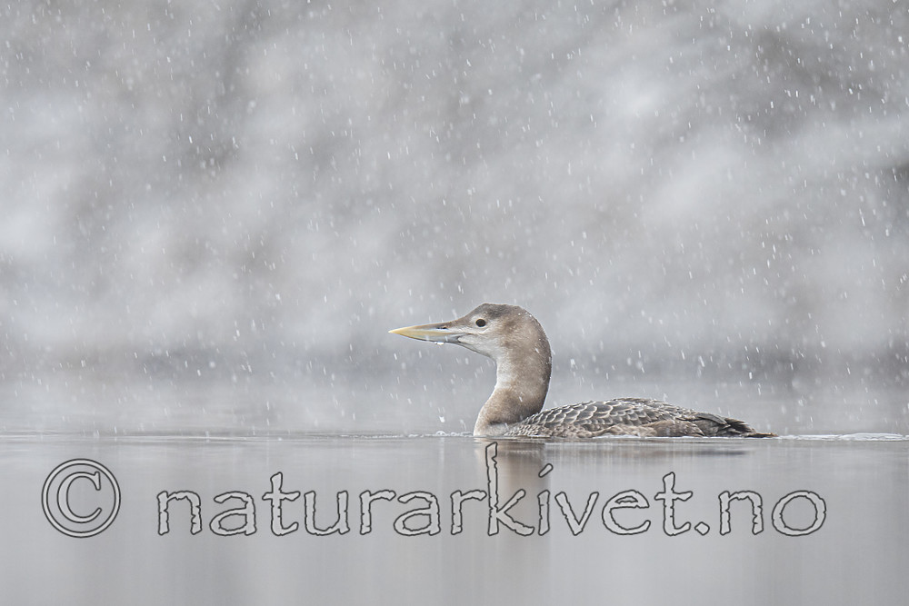 BB_20200229_0042 / Gavia adamsii / Gulnebblom