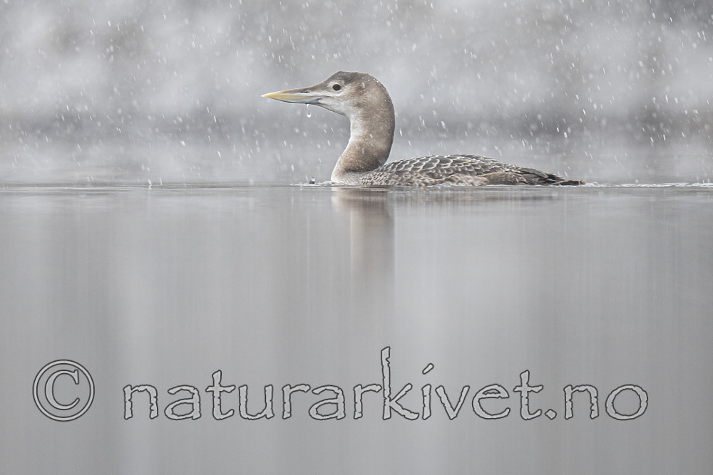 BB_20200229_0043 / Gavia adamsii / Gulnebblom